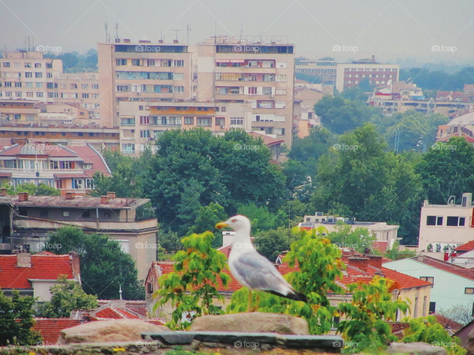 Seagull in town