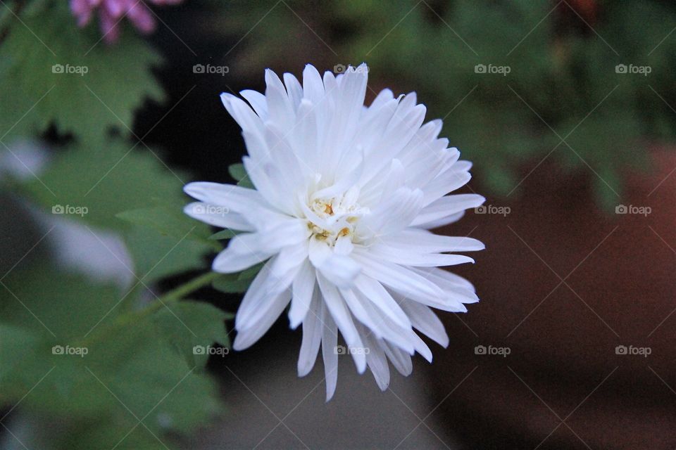 Blossom white flowers 