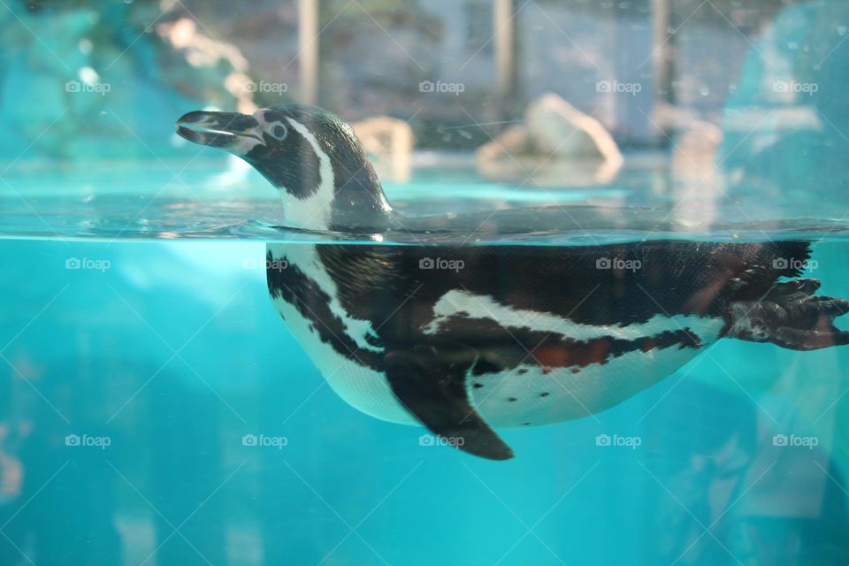 Penguin in the aquarium