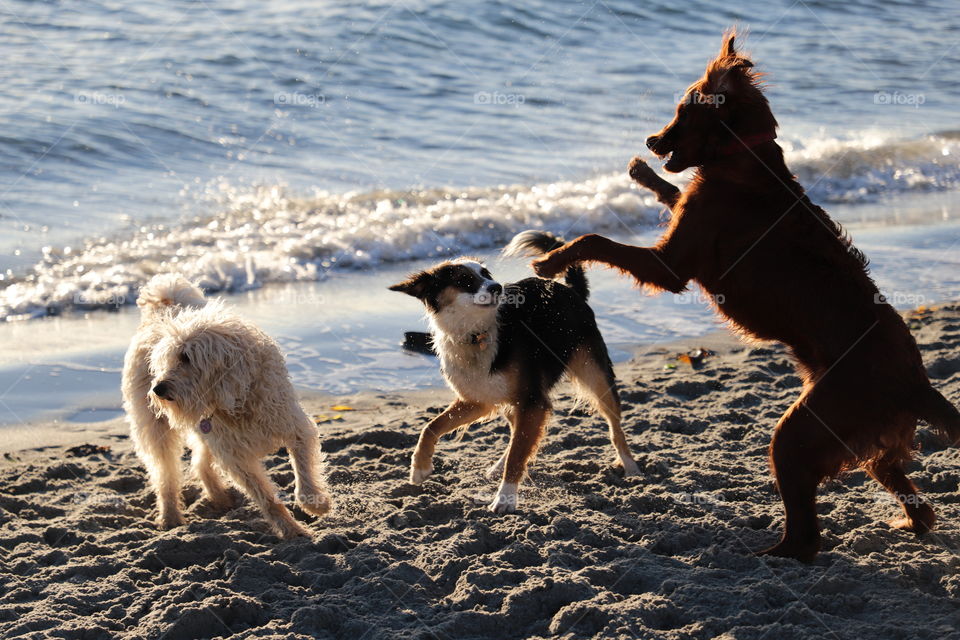 Three dogs playing on the sandy beach
