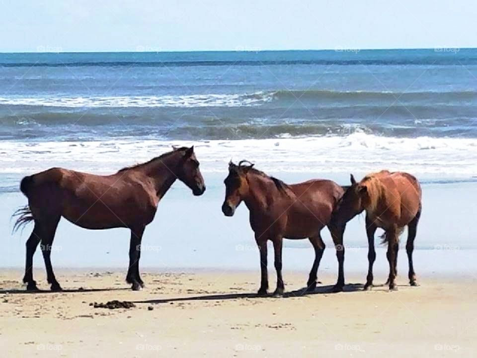 Wild spanish mustangs on Corolla Island, Outer banks, NC