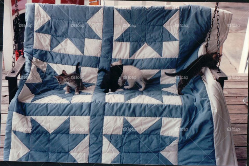 Kittens on patchwork quilt