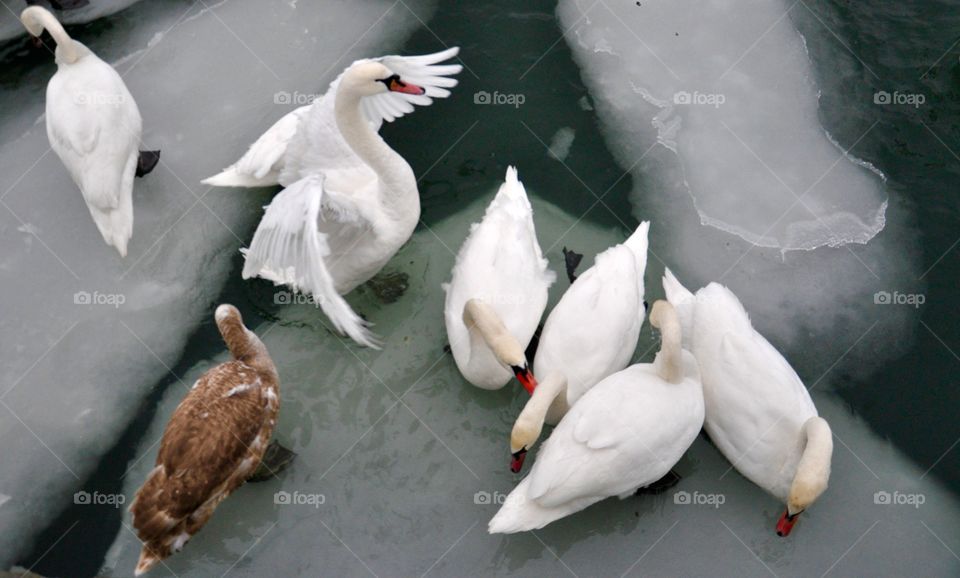 Bird, No Person, Wildlife, Duck, Poultry