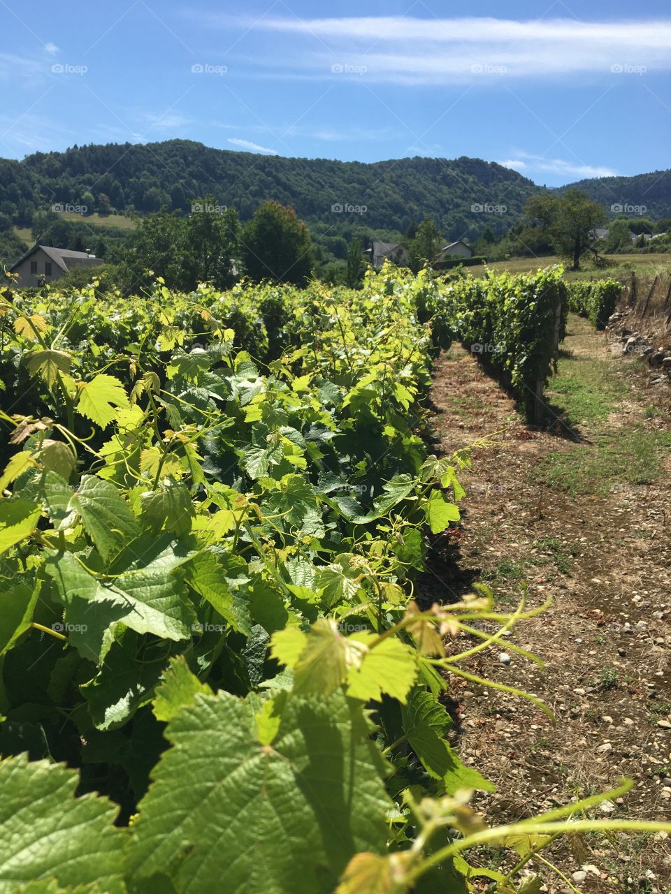 Mountain vineyard for Apremont