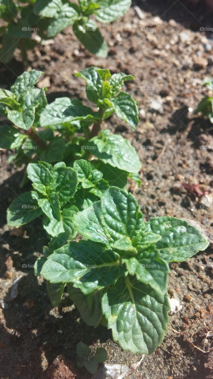 organic mint. organic mint in my garden