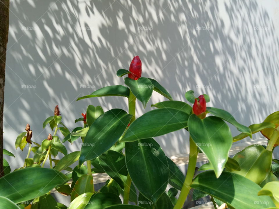 Flower in front of the wall