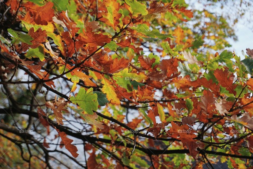 Autumn#colors#leaves