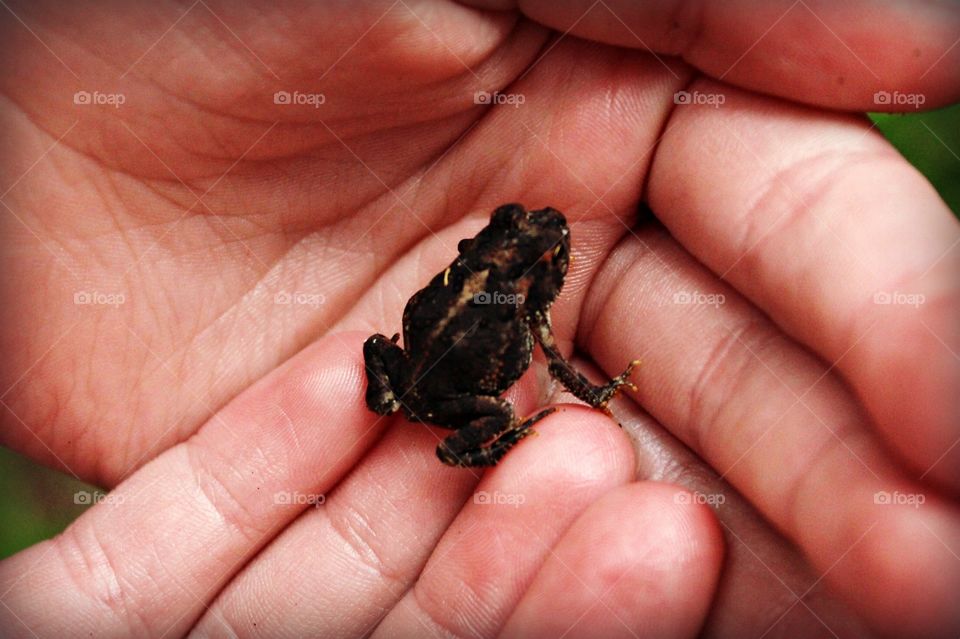 Tiny frog