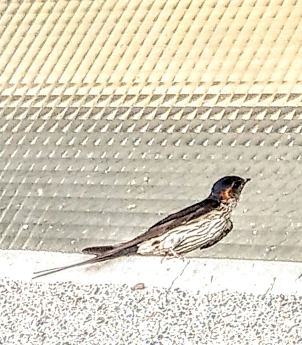A swallow sit at the window, it looked very elegant, I don't know what was it thinking about? Is it just take a rest for flying farther?