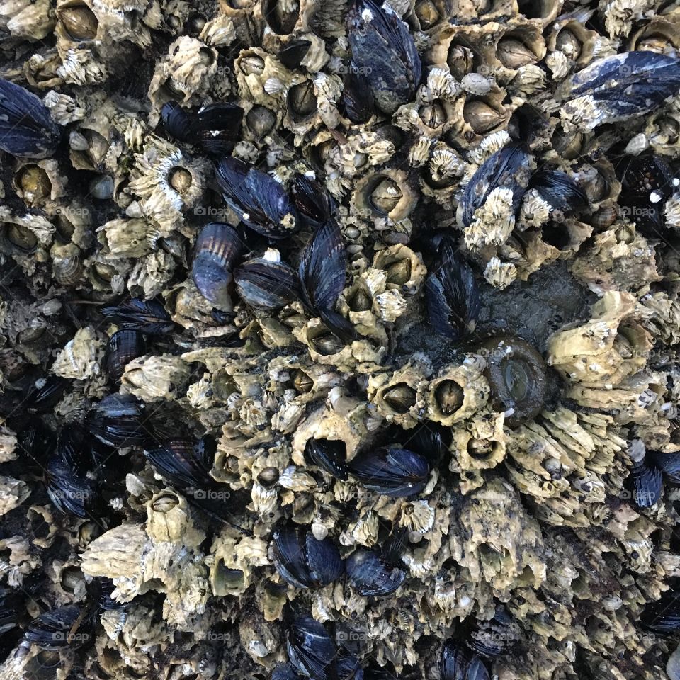 Huge barnacles in San Josef Bay, British Columbia, Canada 