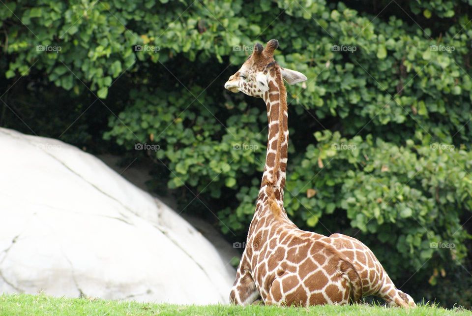 Giraffe