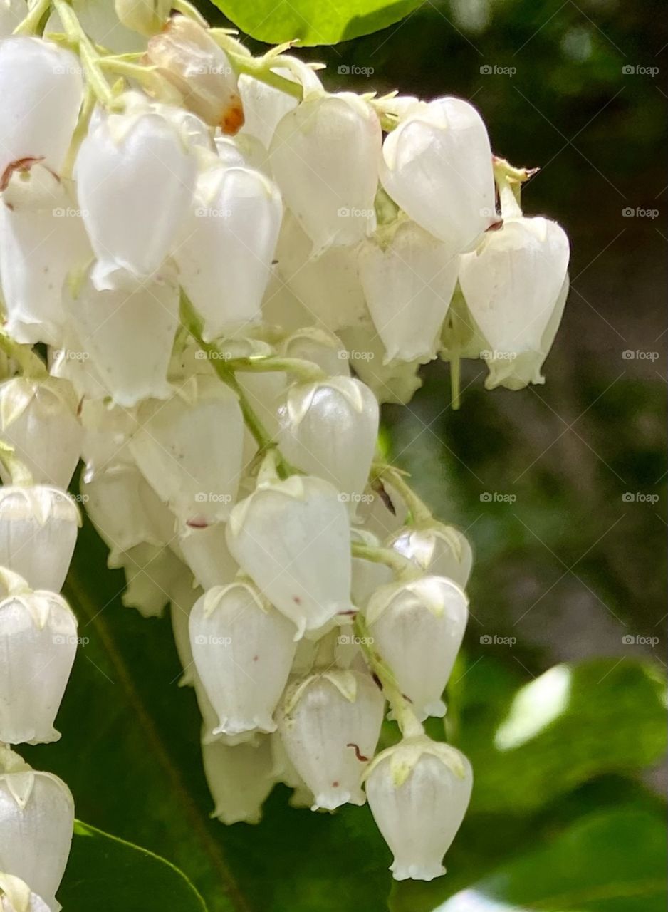 Japanese Andromeda ultra close up 