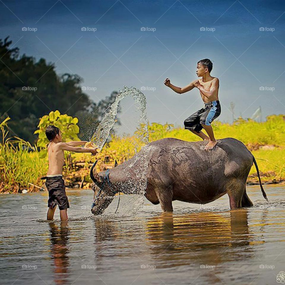 buffalo bathing in the river