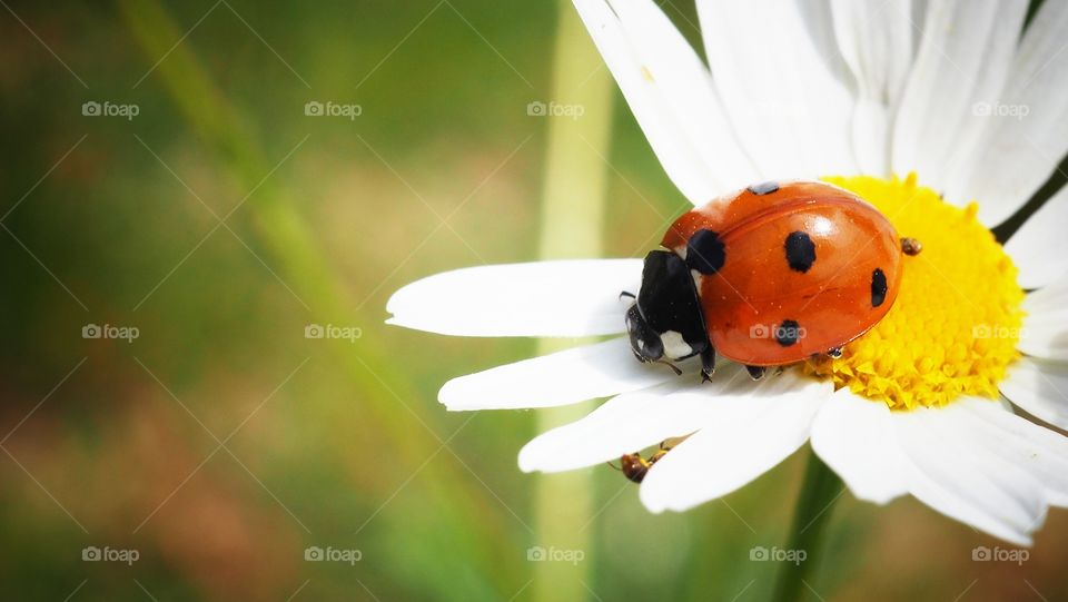 ladybug