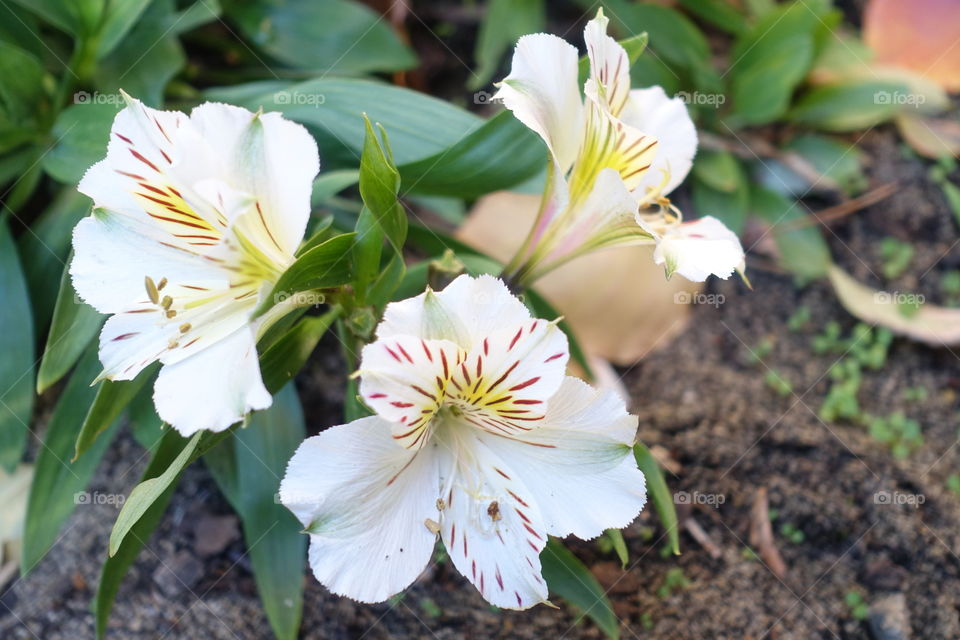 White flowers are blooming in the garden