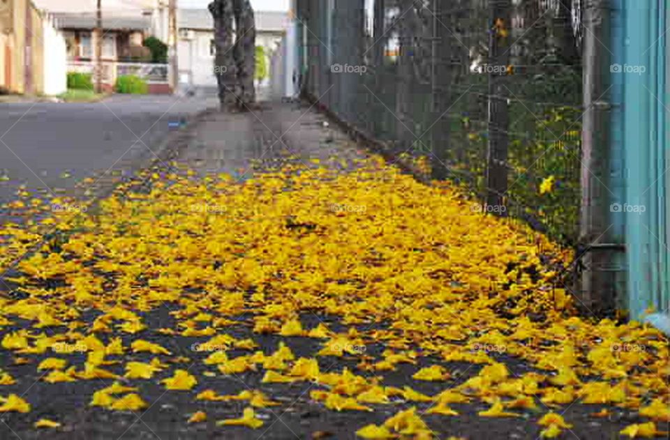 Folhas e folhas caídas