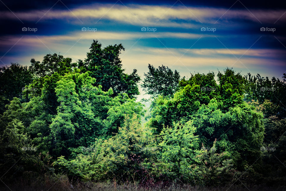 split in the treeline