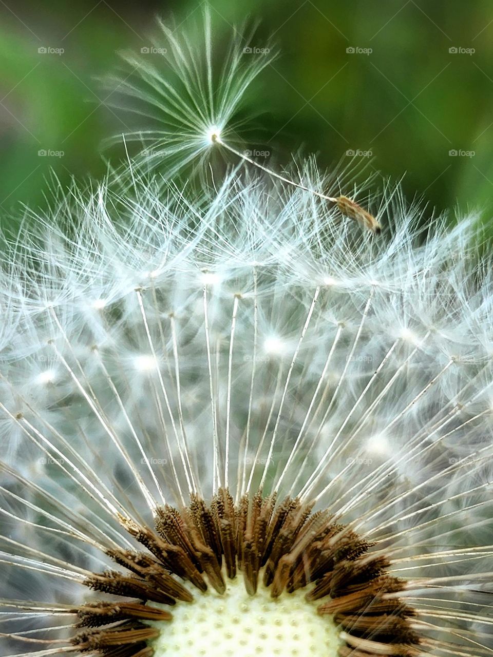 Dandelion macro