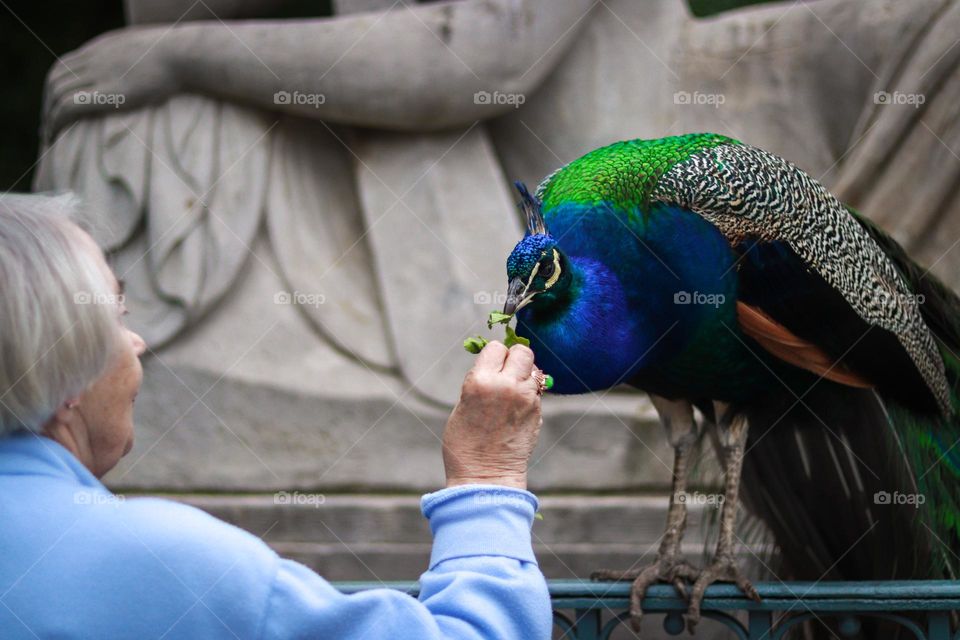 peacock being fed by a lady taking care of them, in the łazienki park in Warsaw