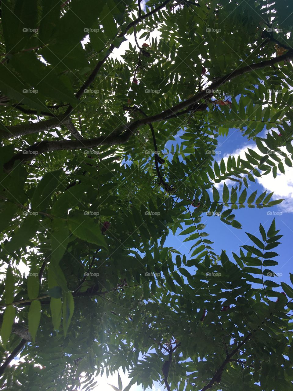 A glimpse of the sky through a shady tree