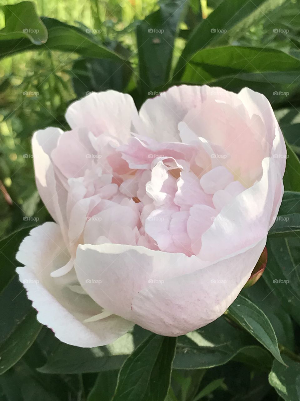 Peonies Opening Up