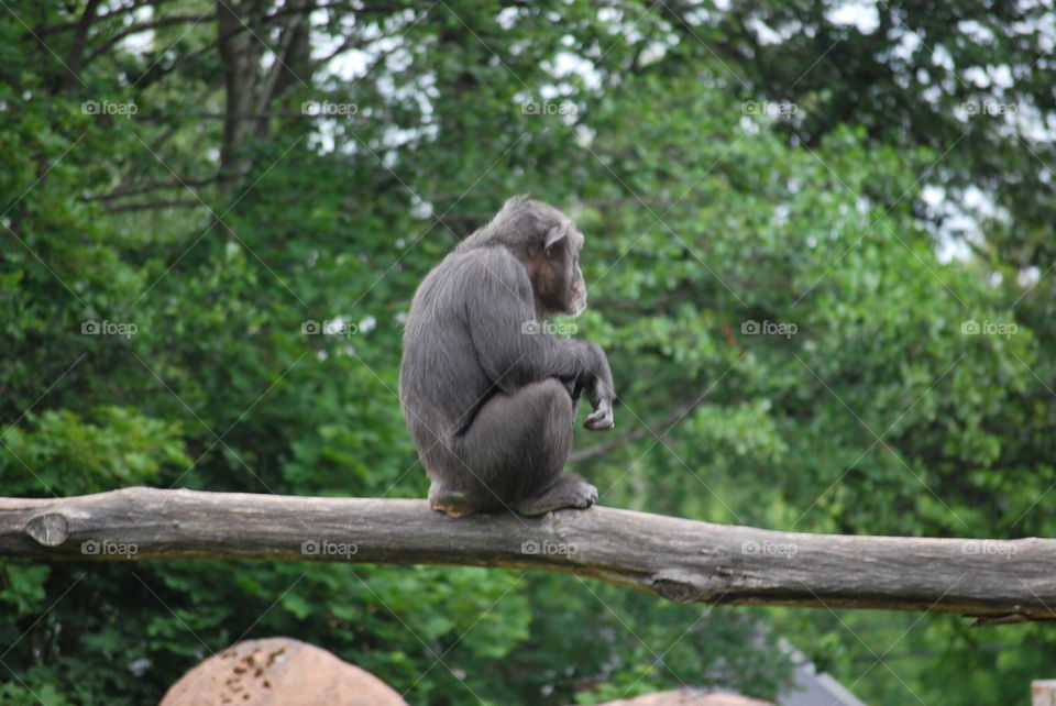 Primate at Furuvik Zoo