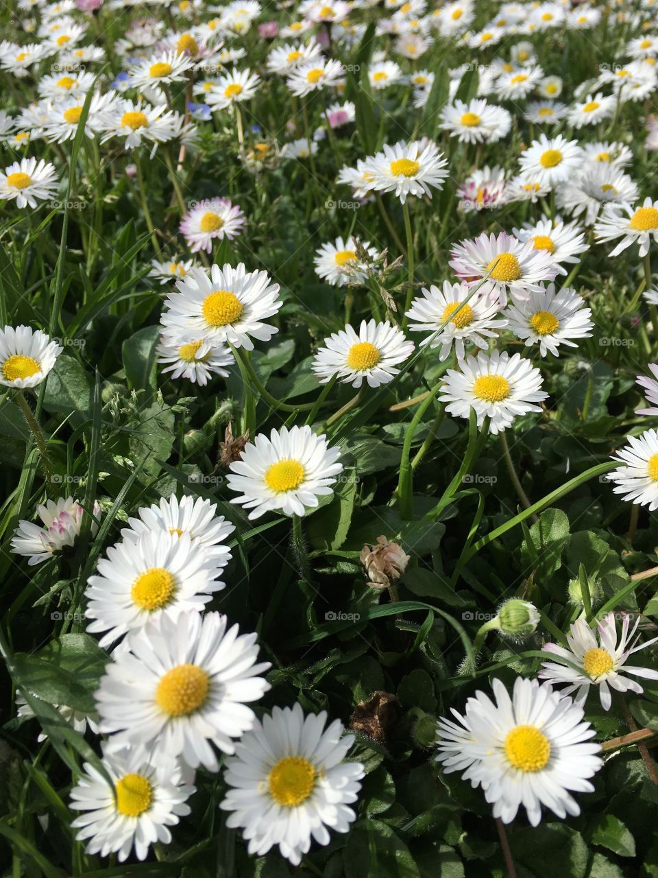 Full frame shot of flowers