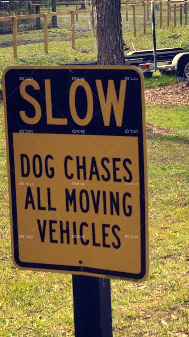 Slow Dog chases all moving vehicles... Maybe it should speed up so it could catch them?