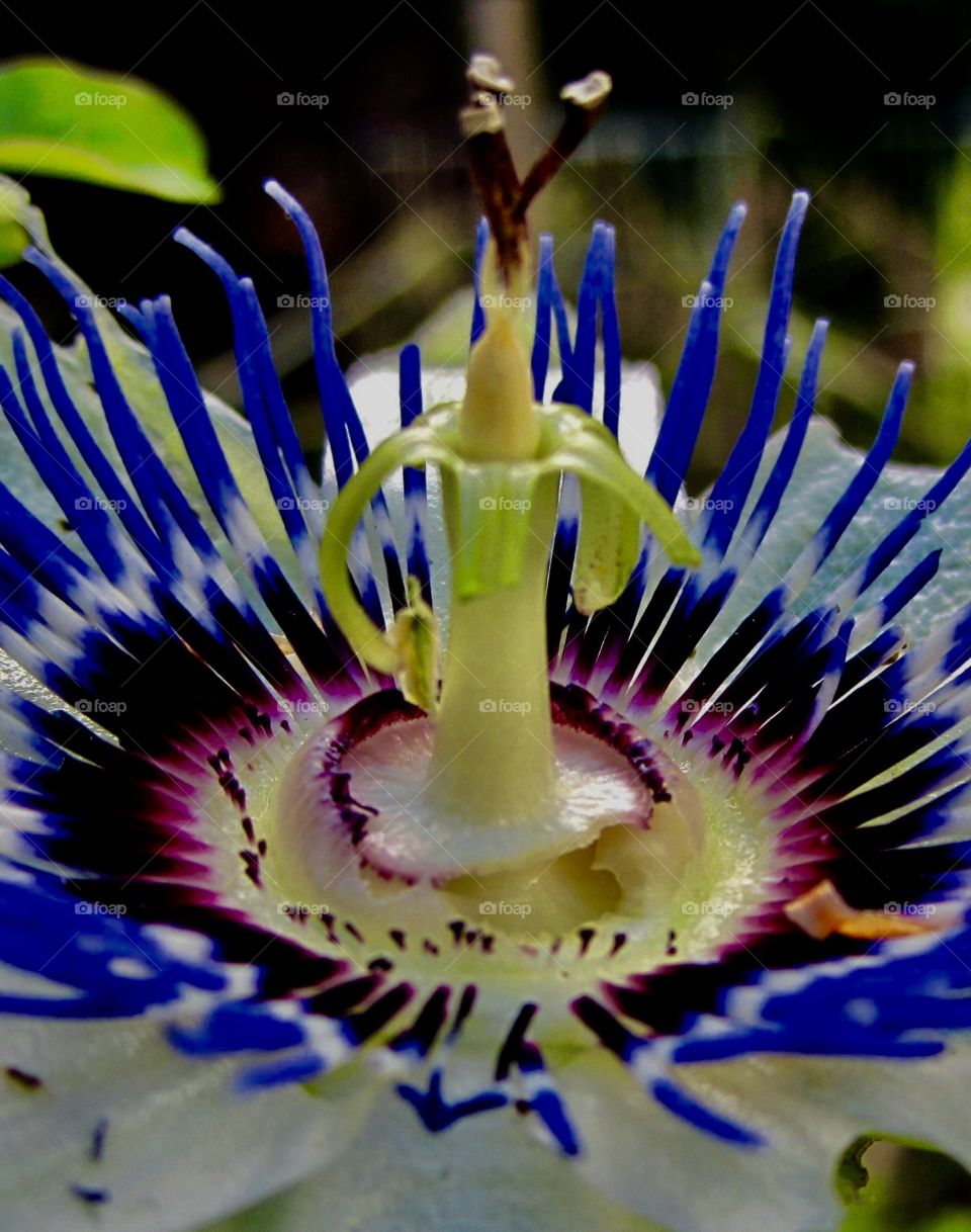 Passion plant flower in bloom!