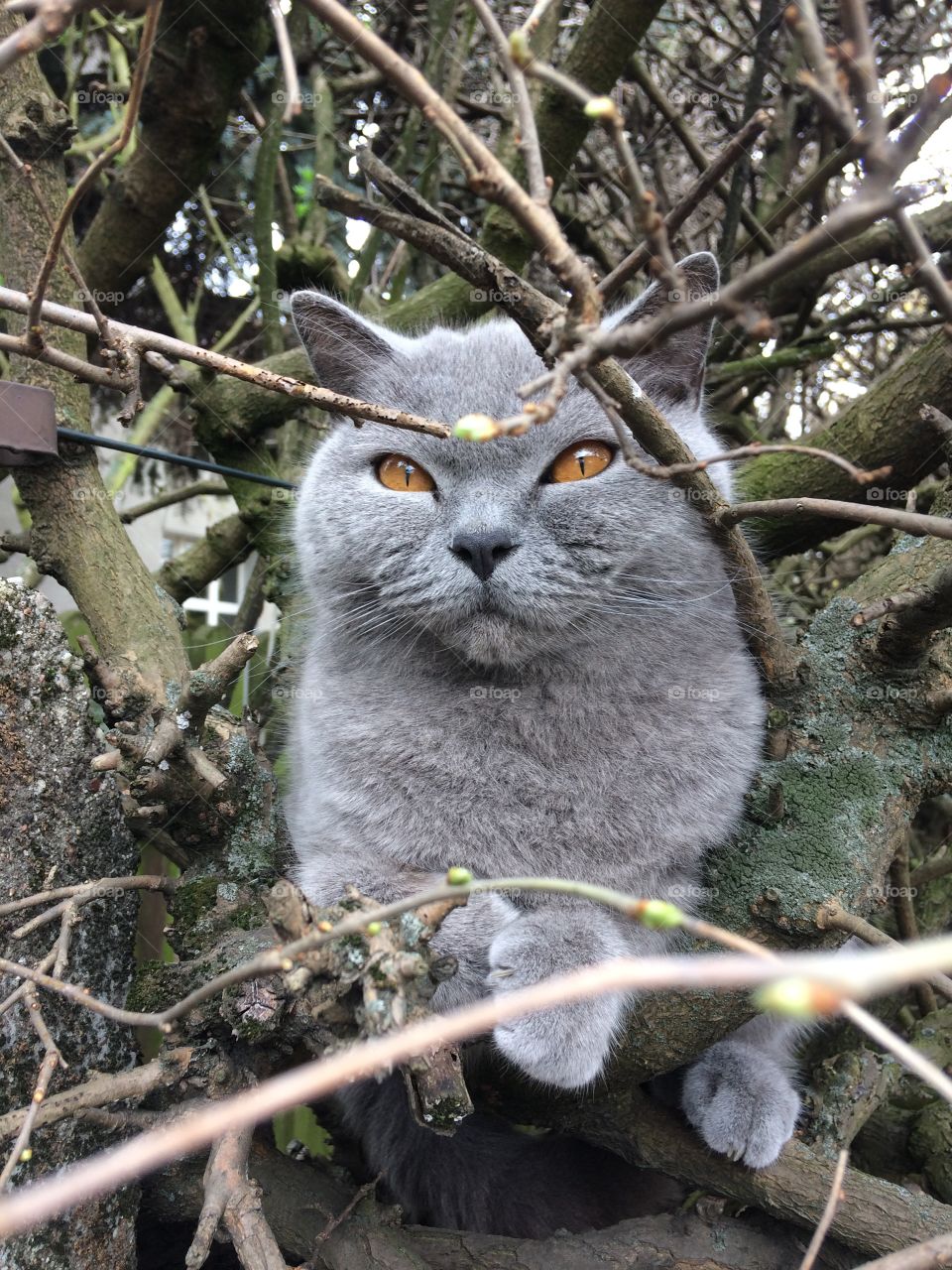 Tree cat