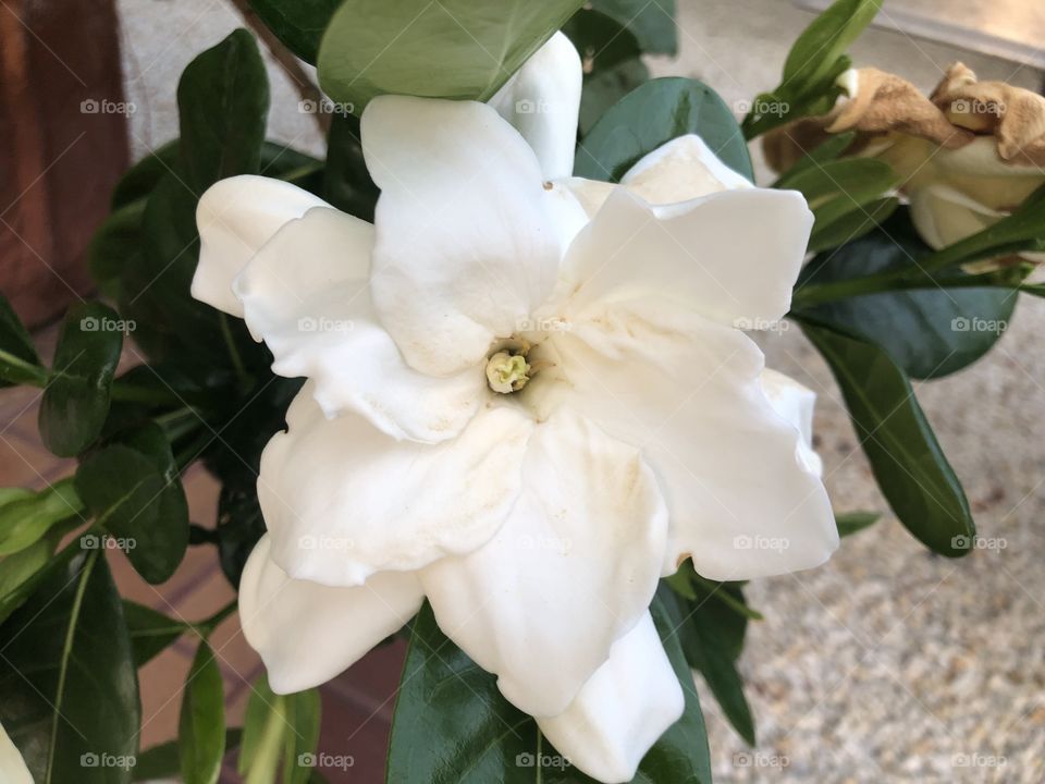 Tahitian Gardenia 