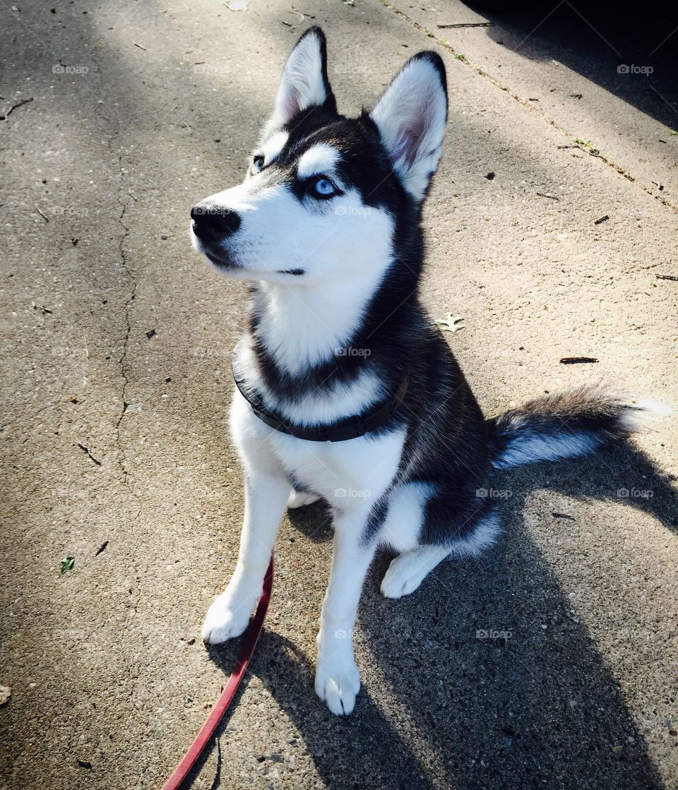 Dog, Canine, Mammal, Pet, Portrait