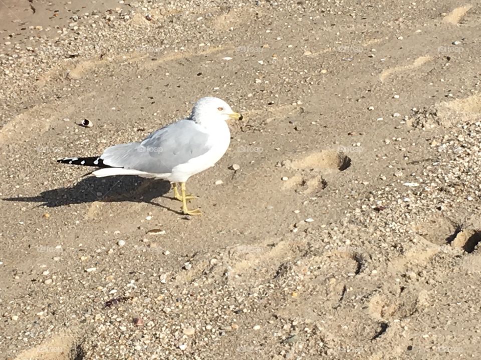 Seagull on the beach.