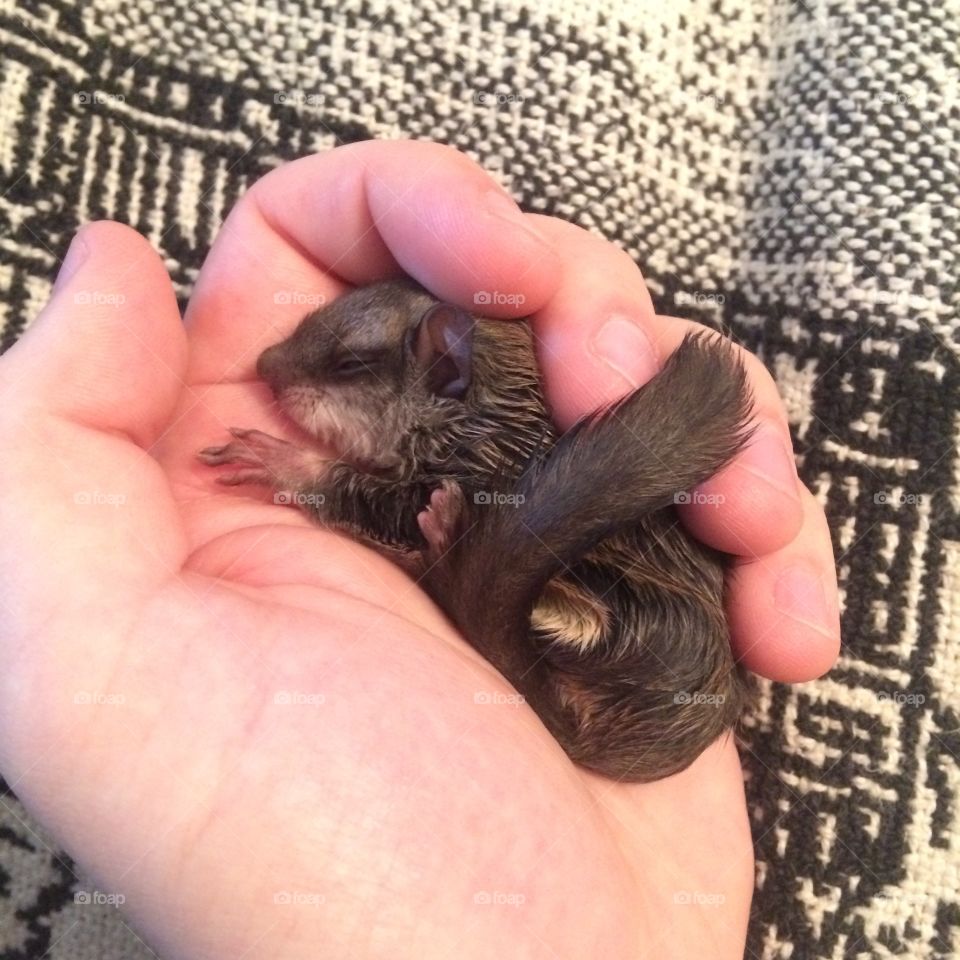 Baby flying squirrel