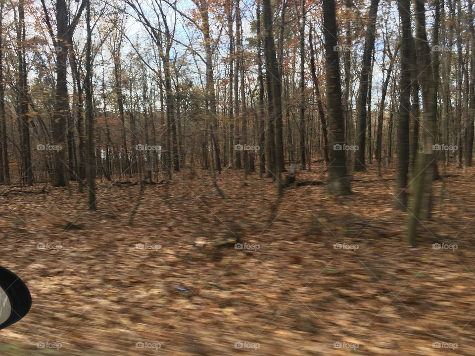 Fast woods 