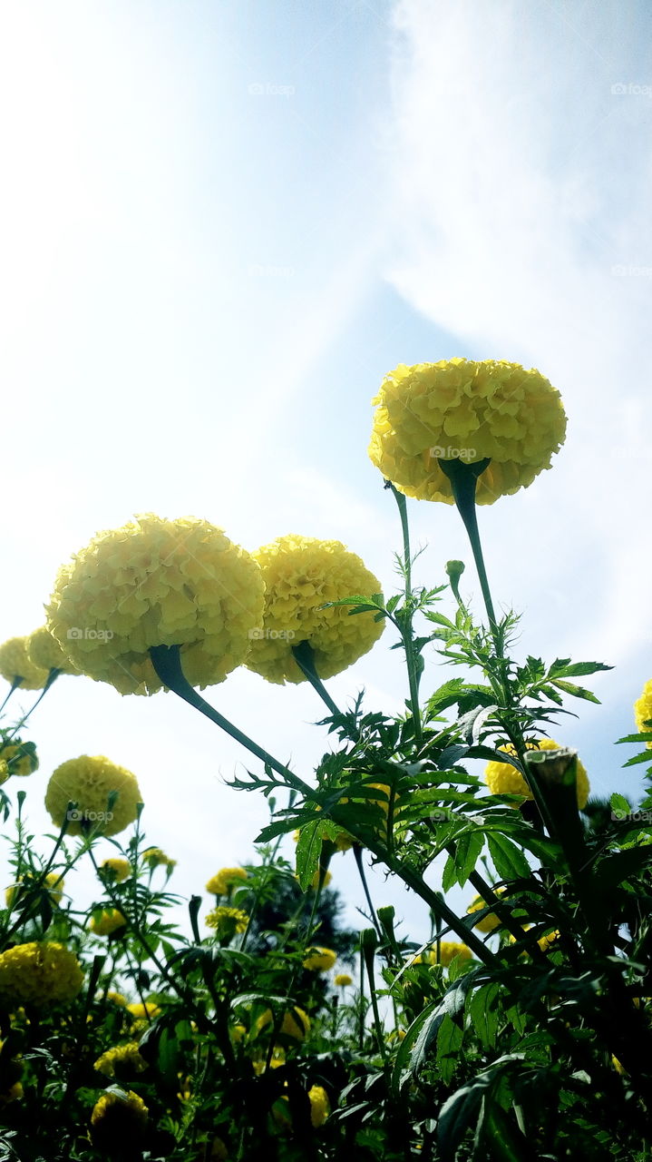the most beautiful blooming yellow flowers in