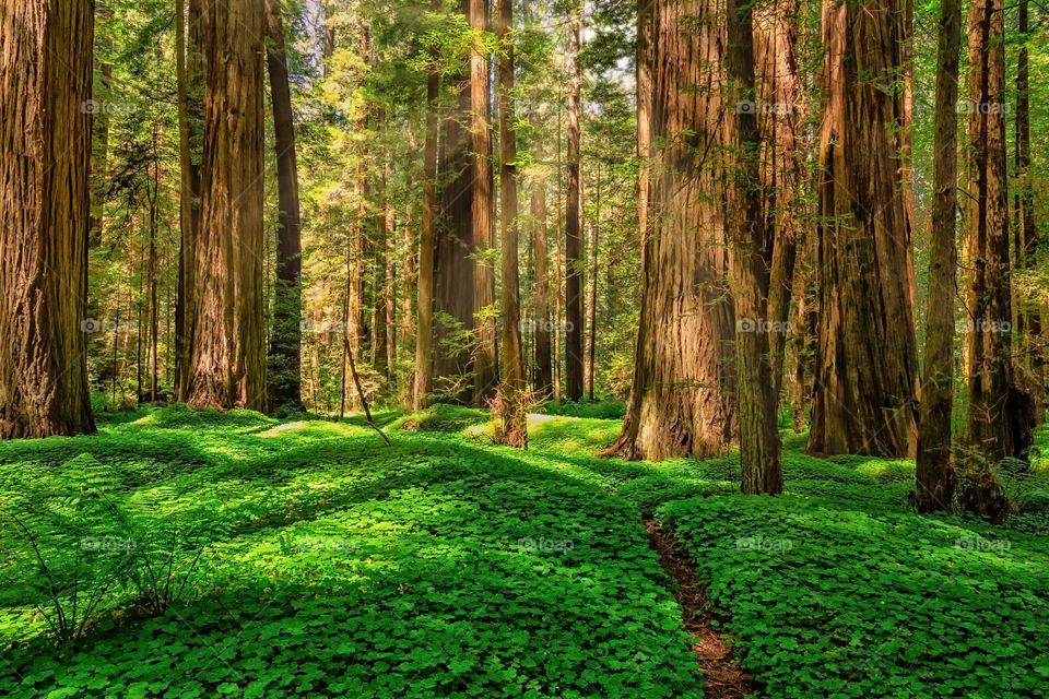Redwood Forest Sorrel Carpet