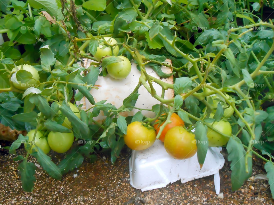 Mature Potted Tomato Plant With Water Droplets