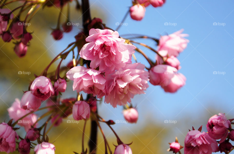 Pink blooming flowers on tree branch