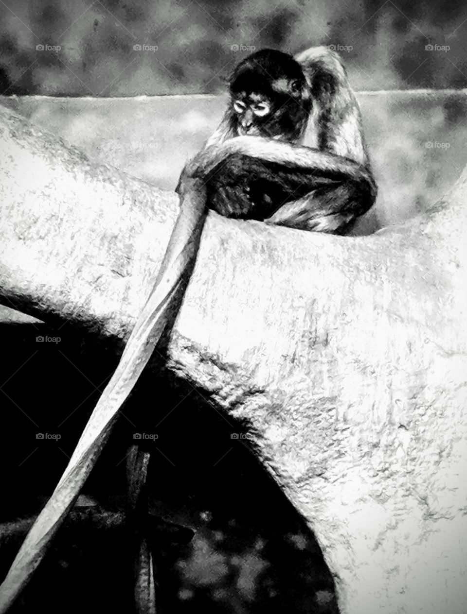 Portrait opportunity; this pensive monkey sits in his home at the zoo.