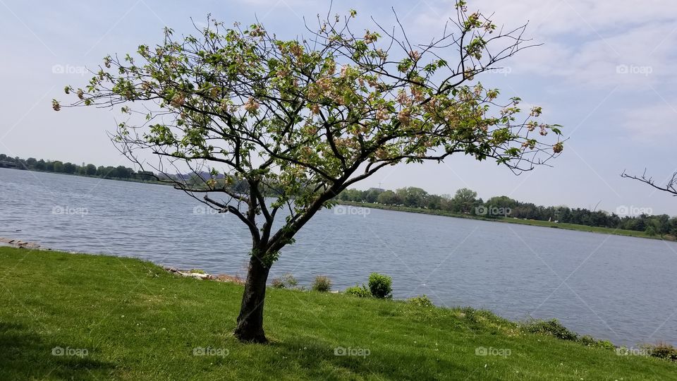 Tree Along the River