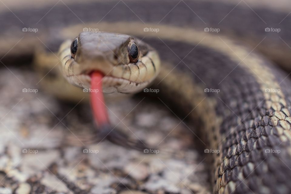 Garter snake stickers it’s tongue out 