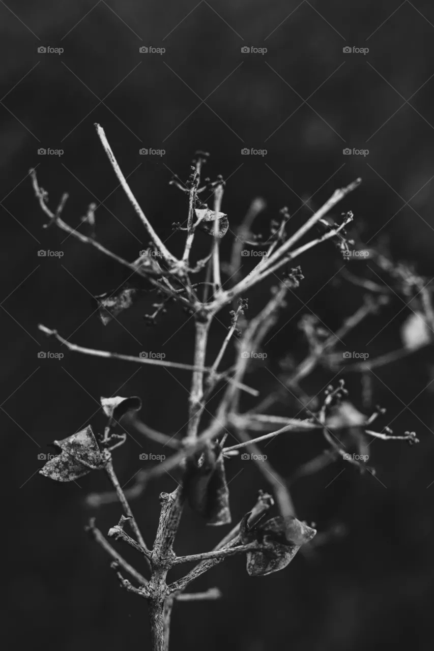 Dry