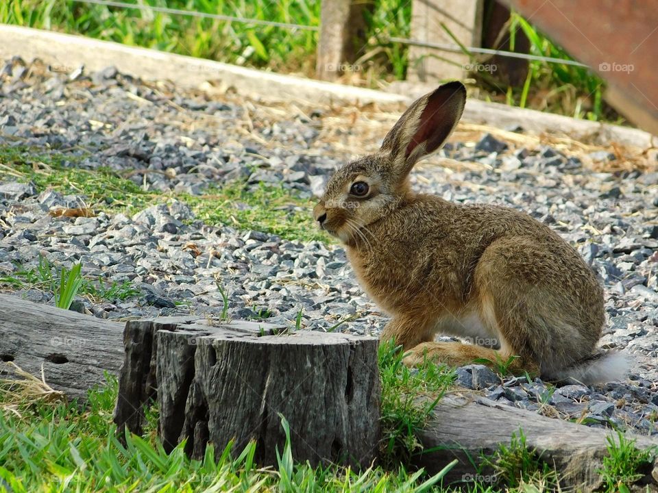 brown rabbit