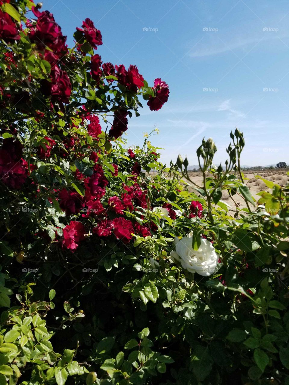 beautiful red and white roses blooming with the desert sky