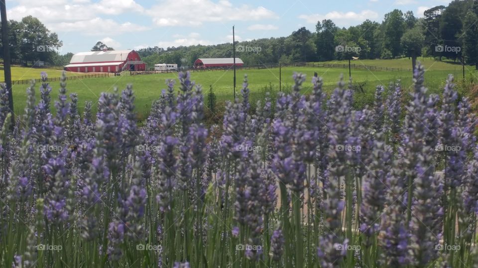 lavender and red barn