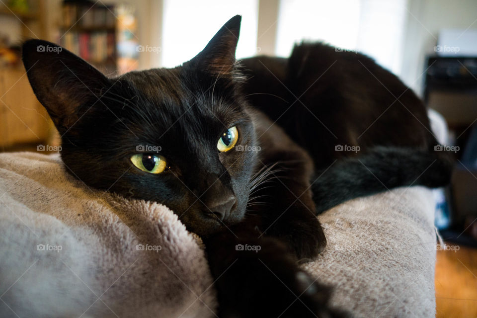 Black cat resting on bed