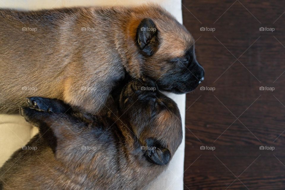 Cute malinois puppies sleeping together on the pillow. Dogs having a nap