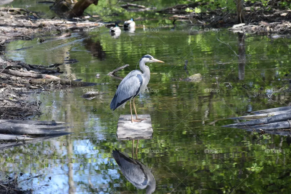 Bird