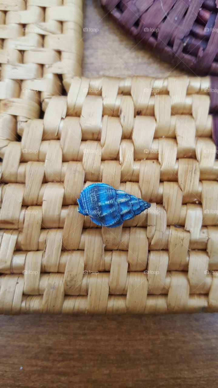 blue sea shell